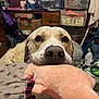 Frankie is registered to the contest to win money with this photo: animal, background, bedroom, canine, close_up, clutter, cute, dog, domestic_animal, ears, face, furniture, indoor, looking, mammal, nose, pet, plush, rope_toy, toy