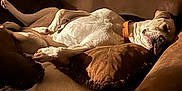 Frankie is registered to the contest to win money with this photo: dog, couch, pillow, blanket, indoor, relaxed, pet, laying_down, brown, white, cozy, sleepy, furniture, domestic_animal, companion, home, snug, animal, canine, resting
