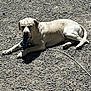Frankie is registered to the contest to win money with this photo: dog, toy, gravel, outdoor, sunlight, lying_down, pet, animal, relaxed, light_fur, playful, daytime, nature, canine, resting, sunny, quiet, peaceful, chewing, ground