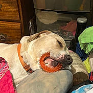 Frankie joined the competition — help win amazing prizes! dog, sleeping, orange_collar, chew_toy, indoor, blanket, pillow, resting, pet, close_up, household, cozy, relaxed, canine, domestic, fur, snout, nose, toy, bedroom