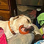 dog, sleeping, orange_collar, chew_toy, indoor, blanket, pillow, resting, pet, close_up, household, cozy, relaxed, canine, domestic, fur, snout, nose, toy, bedroom
