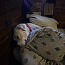 animal, bedroom, blanket, calm, carpet, collar, cozy, dog, dresser, furniture, home, indoor, pet, pillow, quiet, relaxation, resting, sleeping, soft_lighting, white_dog