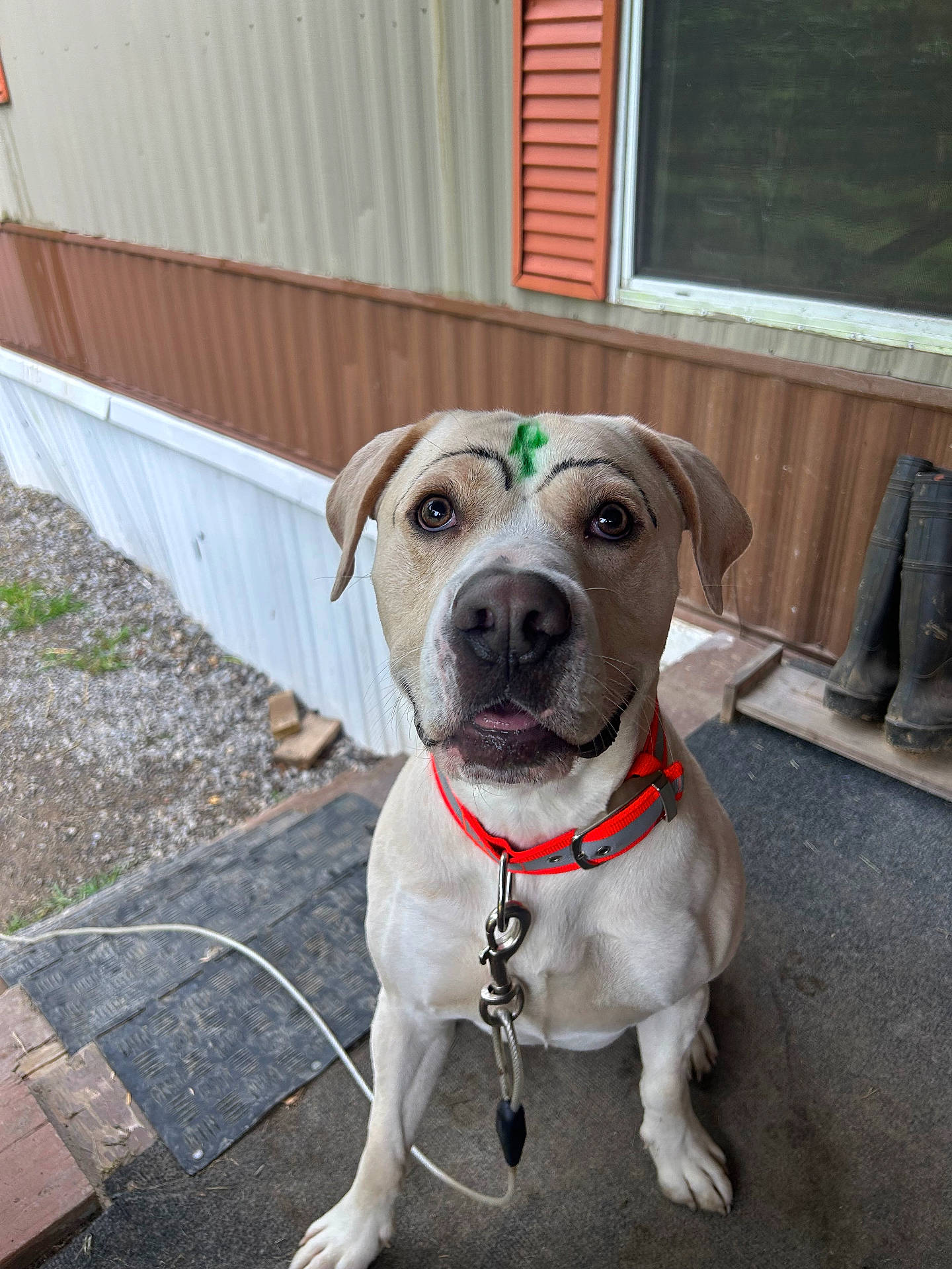 Frankie joined the competition — help win amazing prizes! animal, boots, collar, concrete, dog, ear, expression, fur, gravel, house, leash, looking_up, metal, nose, outdoor, pet, porch, sitting, step, window