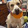 Frankie joined the competition — help win amazing prizes! animal, blanket, carpet, clutter, collar, dog, drawer, face, furniture, indoor, mouth, nose, orange_toy, paw, pet, pet_bed, plastic_toy, room, stuffed_toy, toy