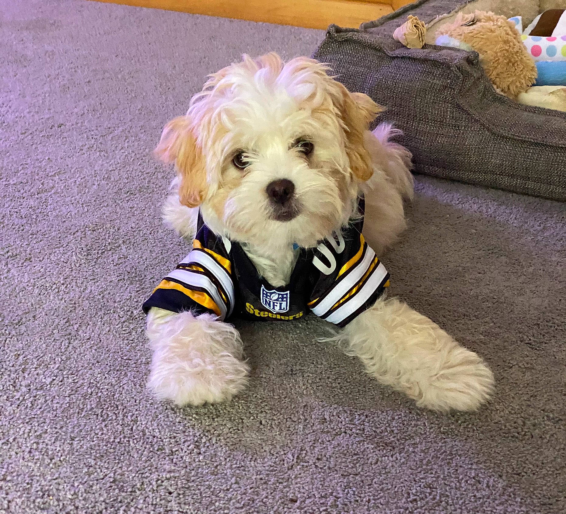 Nolla joined the competition — help win amazing prizes! canidae, carnivore, companion_dog, dog, dog_breed, dog_clothes, dog_collar, dog_supply, firefighter, maltepoo, non_sporting_group, pet_supply, small_terrier, snout, sporting_group, terrier, toy_dog, water_dog, working_animal, yorkipoo