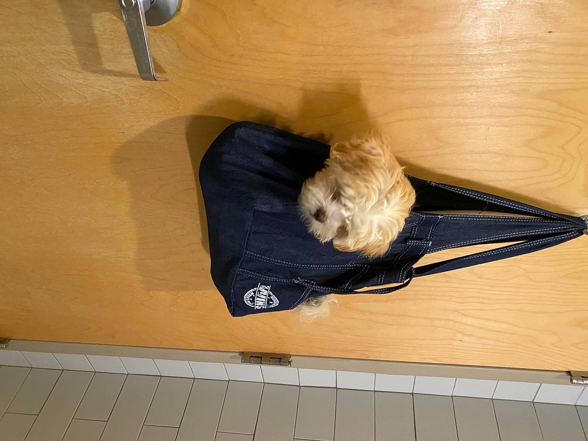 Nolla is registered to the contest to win money with this photo: canidae, carnivore, ceiling, comfort, companion_dog, dog, dog_breed, electric_blue, fawn, floor, flooring, fur, hardwood, human_leg, room, sporting_group, tail, wing, wood