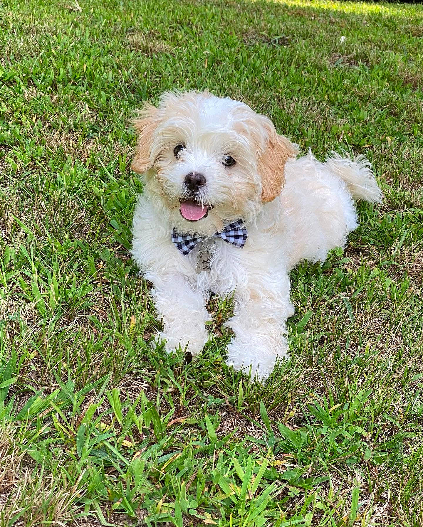 Nolla is registered to the contest to win money with this photo: canidae, carnivore, companion_dog, dog, dog_breed, dog_collar, dog_supply, grass, labradoodle, maltepoo, non_sporting_group, plant, puppy, shih_poo, small_terrier, sporting_group, terrier, toy_dog, water_dog, working_animal