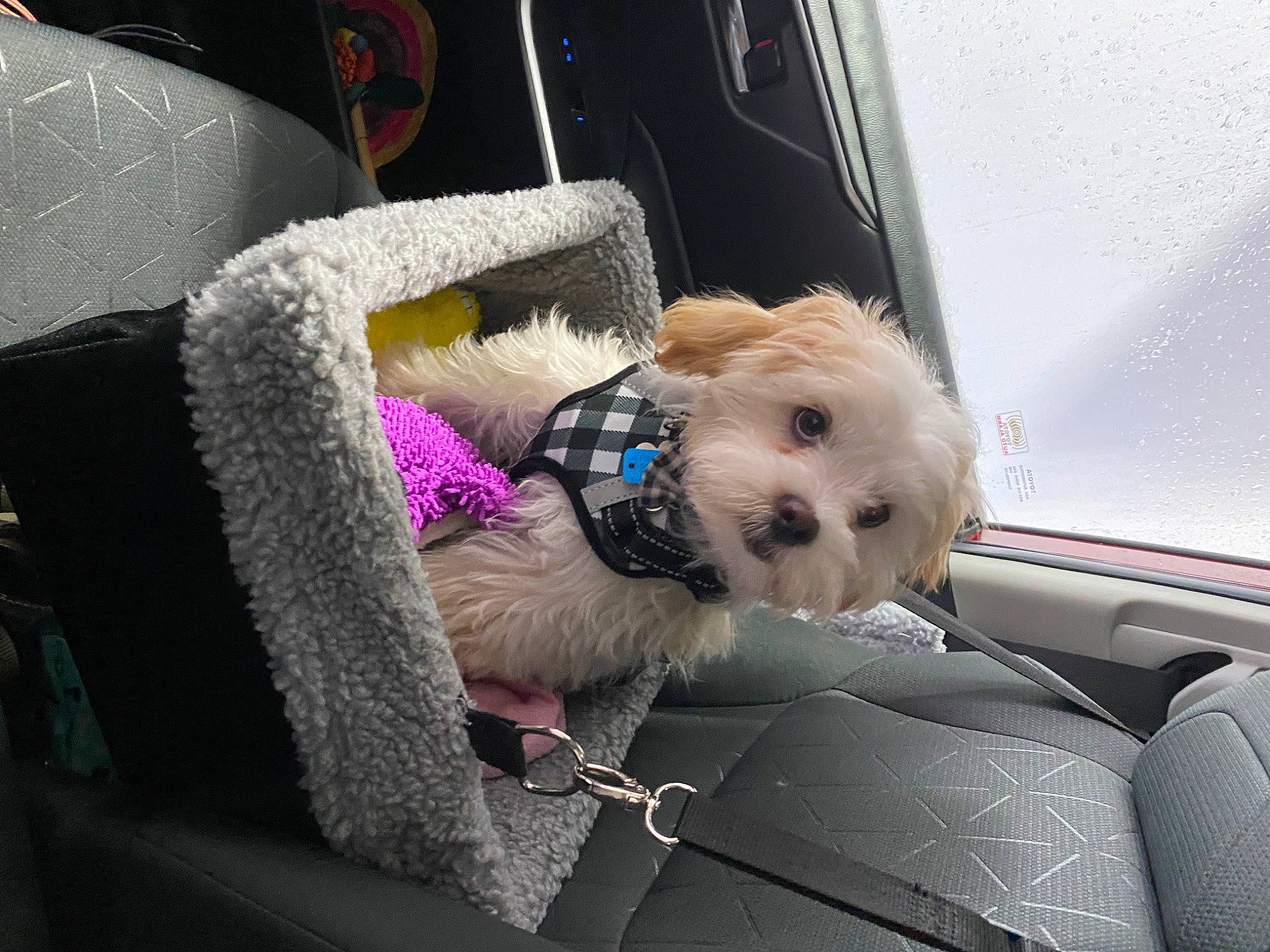Nolla is registered to the contest to win money with this photo: auto_part, car, car_seat, car_seat_cover, carnivore, collar, companion_dog, dog, dog_breed, dog_supply, family_car, fawn, fur, motor_vehicle, small_terrier, terrier, toy, toy_dog, vehicle, vehicle_door