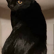 Bonnie is registered to the contest to win money with this photo: alert, animal, back_view, black_cat, cat, close_up, curious, cute, domestic_animal, feline, fur, indoor, looking_back, mammal, pet, portrait, sitting, soft_light, whiskers, yellow_eyes