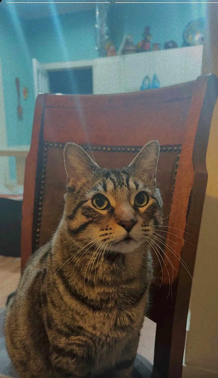 Milton is registered to the contest to win money with this photo: animal, brown, cat, chair, closeup, curious, domestic, ears, eyes, fur, furniture, home, indoor, mammal, pet, portrait, sitting, striped, tabby, whiskers