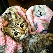 Little Bear is registered to the contest to win money with this photo: animal, blanket, cat, close_up, comfort, cozy, cute, feline, fur, gray, indoor, kitten, pet, pink, sleepy, soft, striped, whiskers, wide_eyes, young