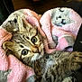 animal, blanket, cat, close_up, comfort, cozy, cute, feline, fur, gray, indoor, kitten, pet, pink, sleepy, soft, striped, whiskers, wide_eyes, young