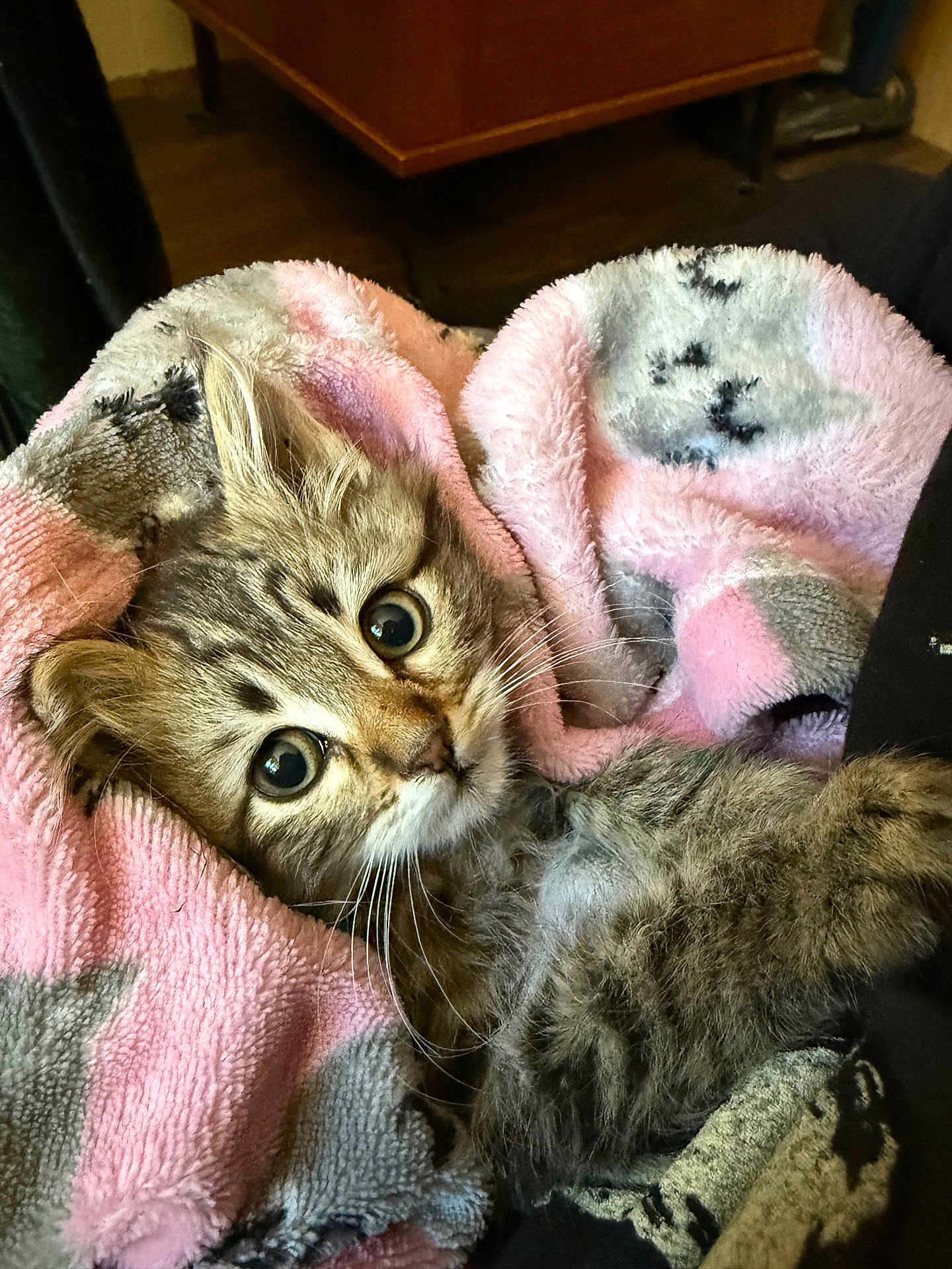 Little Bear