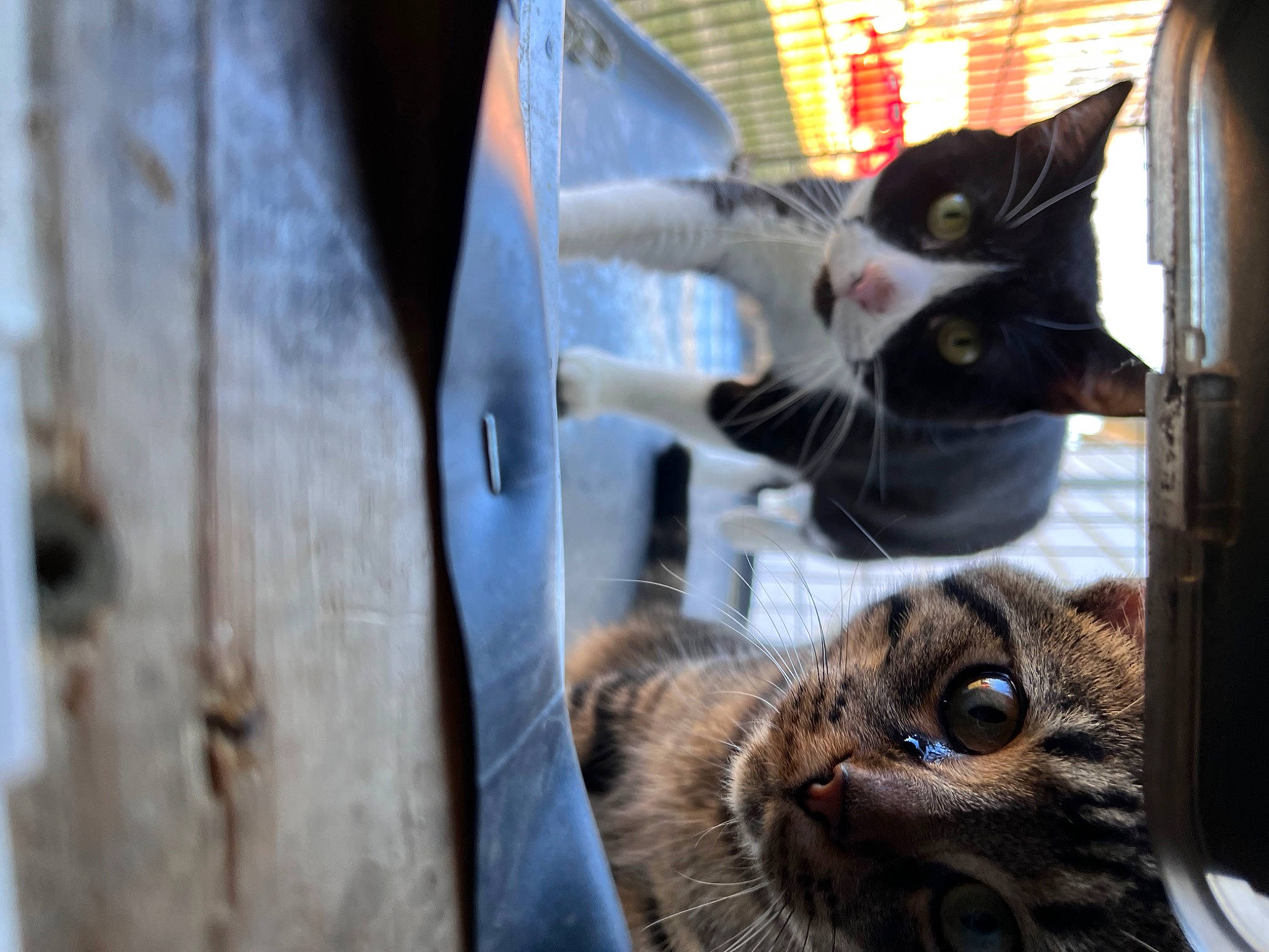 Max is registered to the contest to win money with this photo: animal_shelter, carnivore, cat, domestic_short_haired_cat, door, felidae, fur, pet_supply, small_to_medium_sized_cats, snout, tail, tree, vertebrate, whiskers, wildlife, window, wood