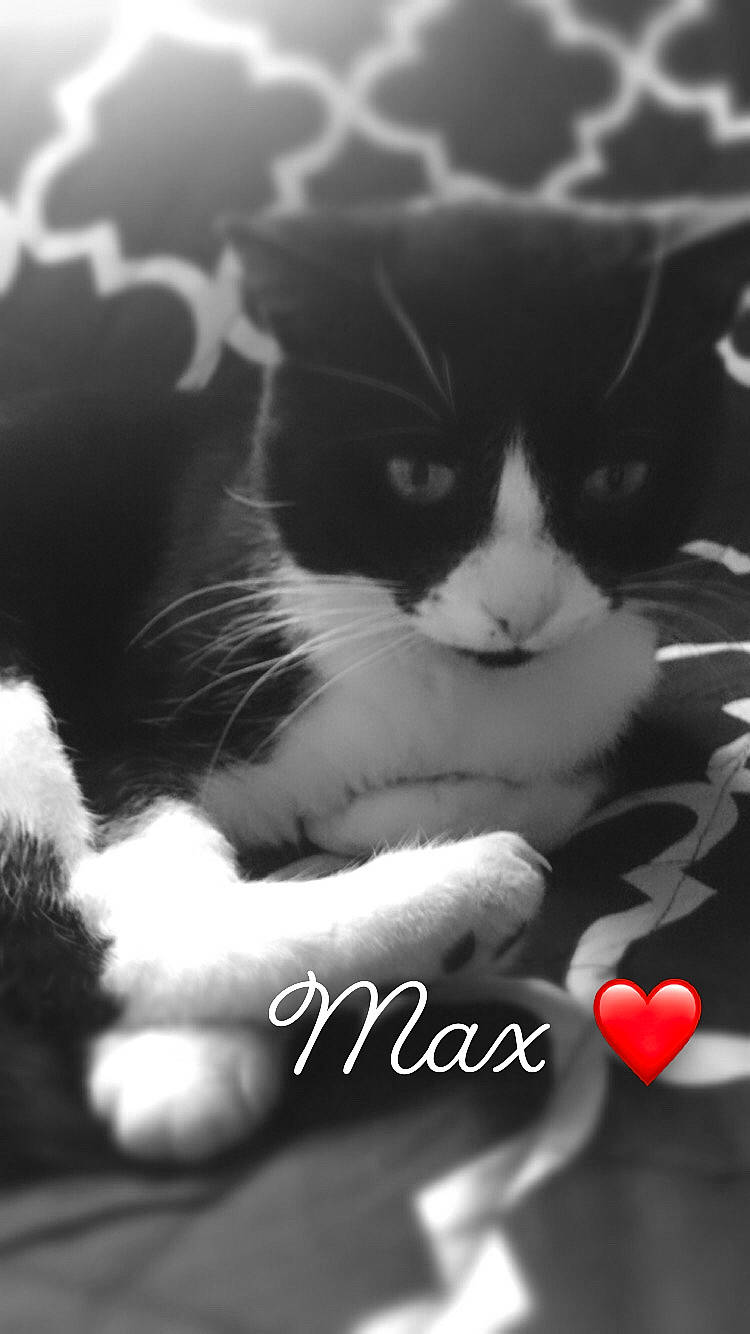 Max joined the competition — help win amazing prizes! black_and_white, carnivore, cat, close_up, darkness, felidae, fur, gesture, happy, monochrome, monochrome_photography, organism, paw, photo_caption, sky, small_to_medium_sized_cats, snout, style, tail, whiskers
