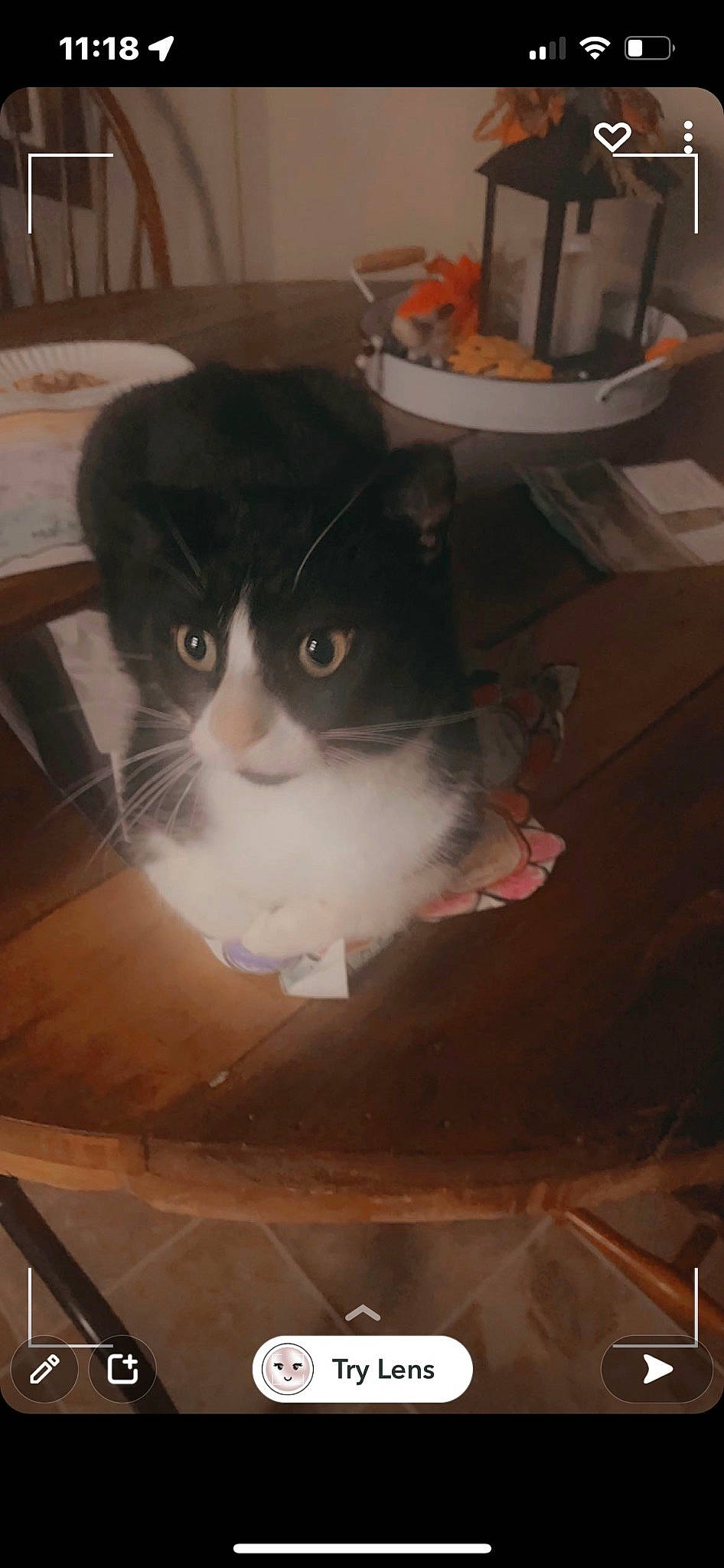 Max joined the competition — help win amazing prizes! box, cardboard, carnivore, cat, cat_supply, domestic_short_haired_cat, felidae, flooring, formal_wear, fur, hardwood, pet_supply, room, small_to_medium_sized_cats, snout, tableware, tail, whiskers, window, wood