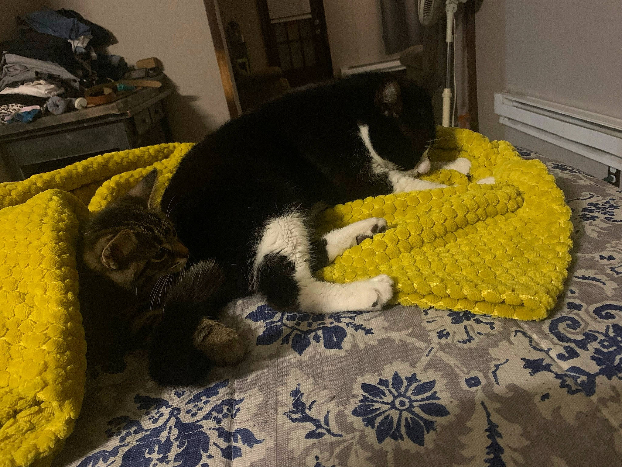 Max joined the competition — help win amazing prizes! carnivore, cat, cat_supply, comfort, dog_breed, domestic_short_haired_cat, felidae, flooring, fur, linens, luggage_and_bags, pattern, room, small_to_medium_sized_cats, tail, textile, whiskers, wool, woolen, woven_fabric