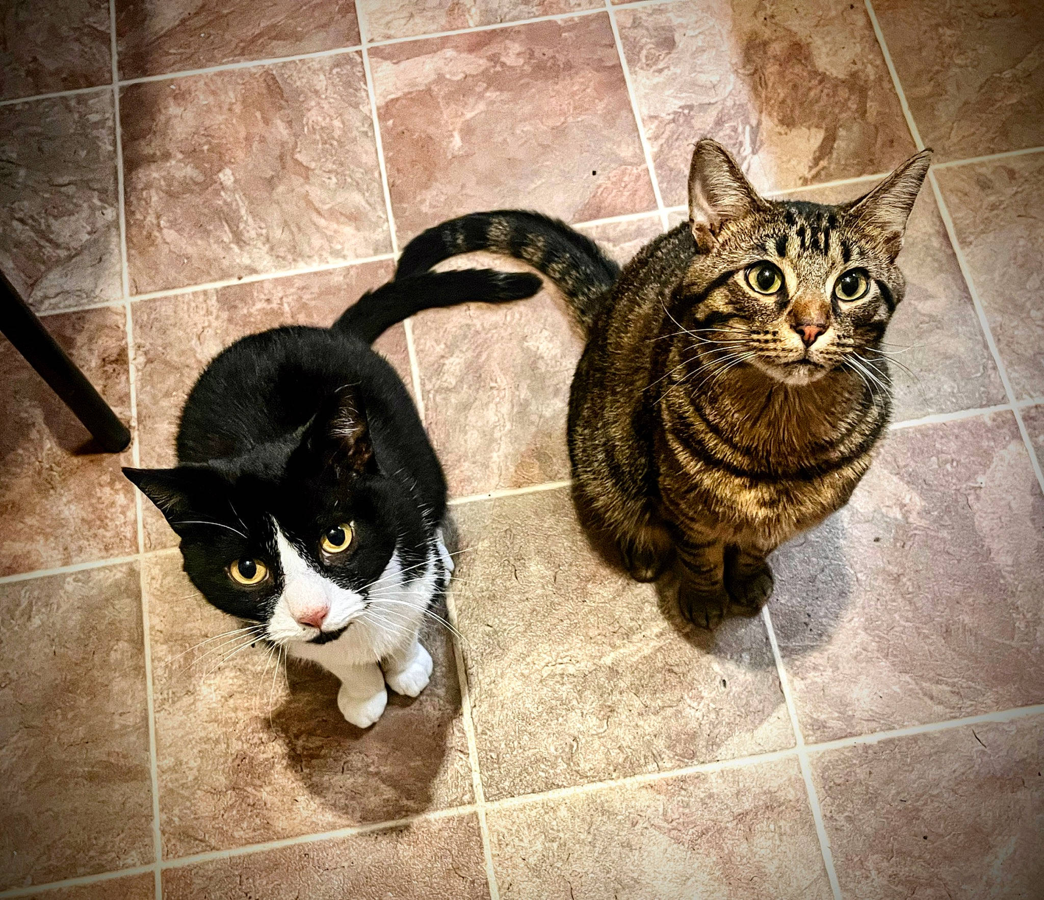 Max is registered to the contest to win money with this photo: art, carnivore, cat, claw, domestic_short_haired_cat, eye, felidae, floor, flooring, fur, metal, paw, sitting, small_to_medium_sized_cats, snout, square, tail, terrestrial_animal, vertebrate, whiskers