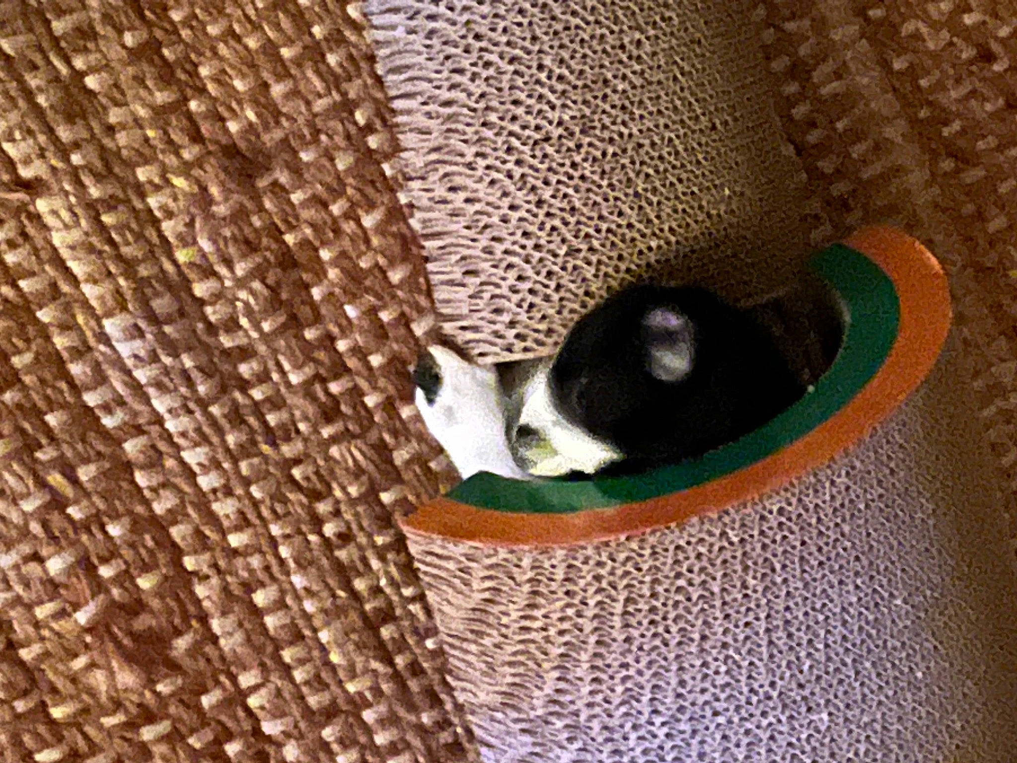 Maverick is registered to the contest to win money with this photo: audio_equipment, basket, carnivore, circle, comfort, fashion_accessory, fawn, felidae, grey, linens, mesh, metal, pattern, shoe, textile, whiskers, wicker, wildlife, wood, woven_fabric