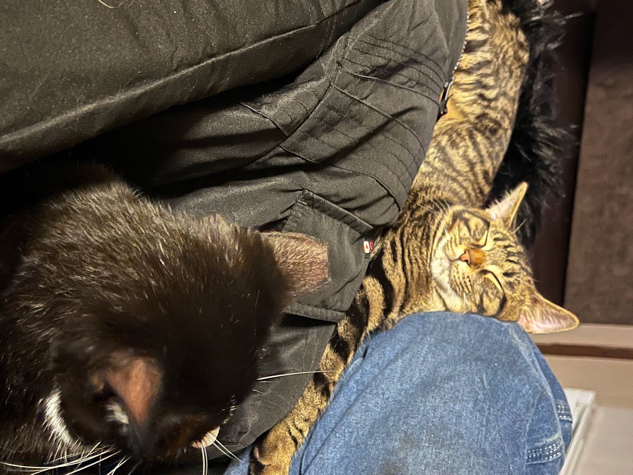 Forest joined the competition — help win amazing prizes! bat, carnivore, cat, claw, comfort, domestic_short_haired_cat, felidae, fur, human_leg, mammal, nap, paw, sitting, small_to_medium_sized_cats, snout, tail, terrestrial_animal, vertebrate, whiskers, wildlife