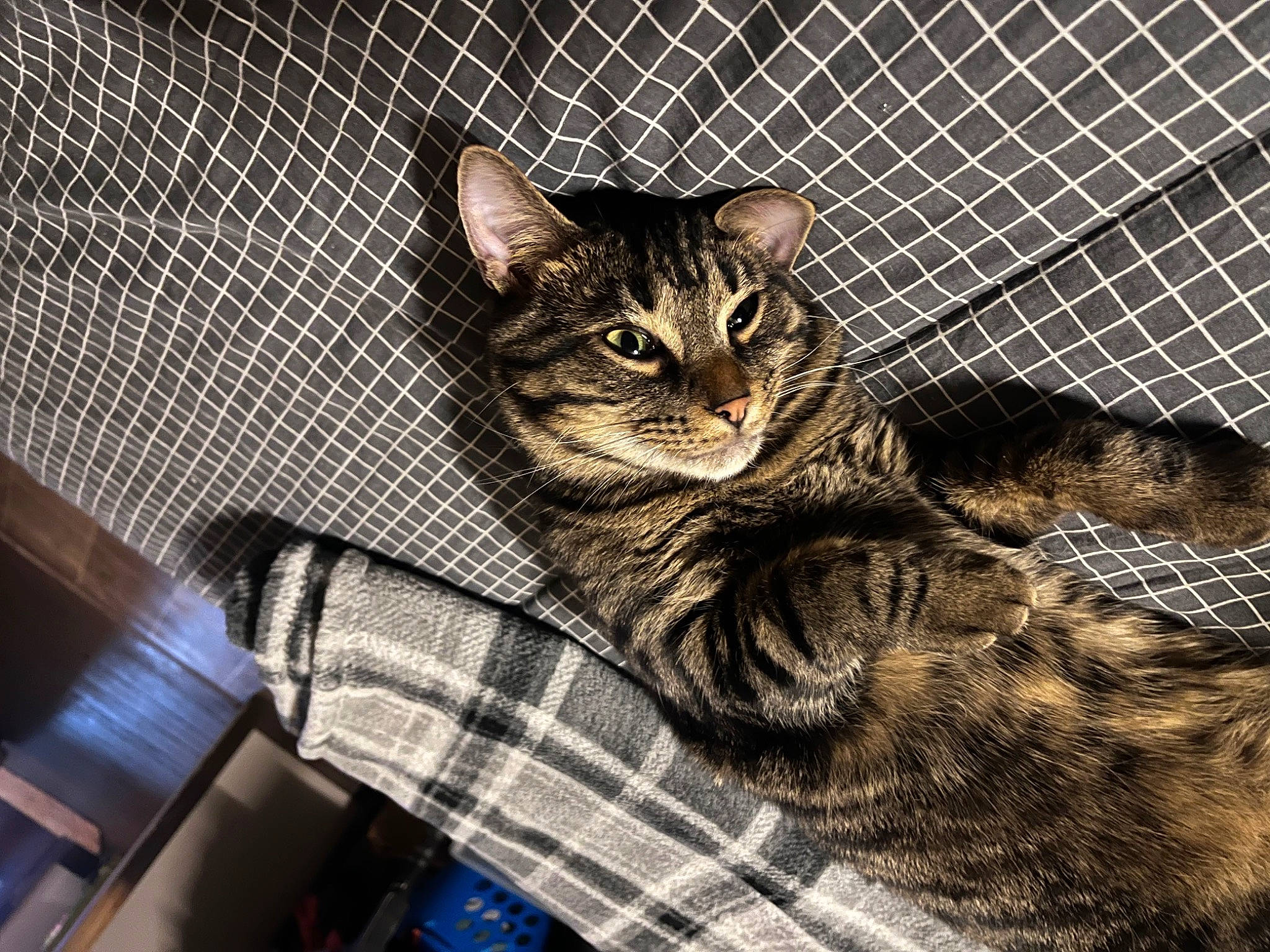 Forest joined the competition — help win amazing prizes! animal_shelter, carnivore, cat, claw, domestic_short_haired_cat, felidae, fur, mesh, pattern, paw, plaid, sitting, small_to_medium_sized_cats, snout, tail, tartan, terrestrial_animal, whiskers, wildlife, window