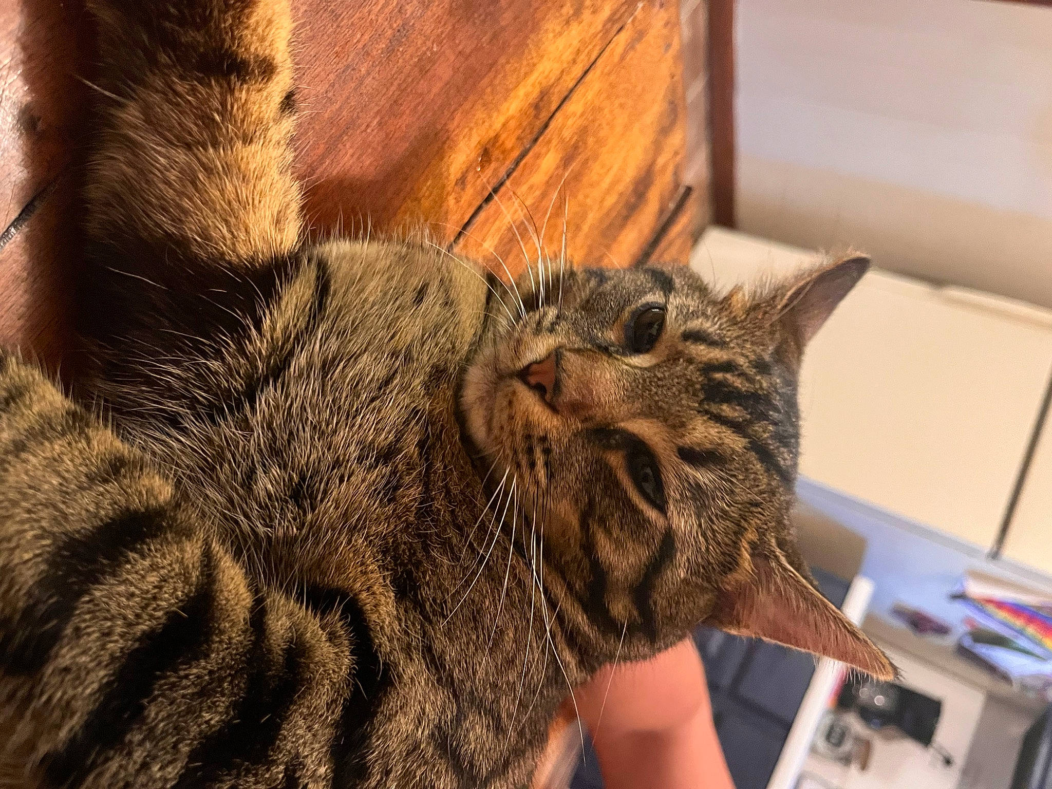 Forest joined the competition — help win amazing prizes! carnivore, cat, claw, comfort, domestic_short_haired_cat, ear, felidae, fur, gesture, office_supplies, paw, small_to_medium_sized_cats, snout, terrestrial_animal, whiskers, wood