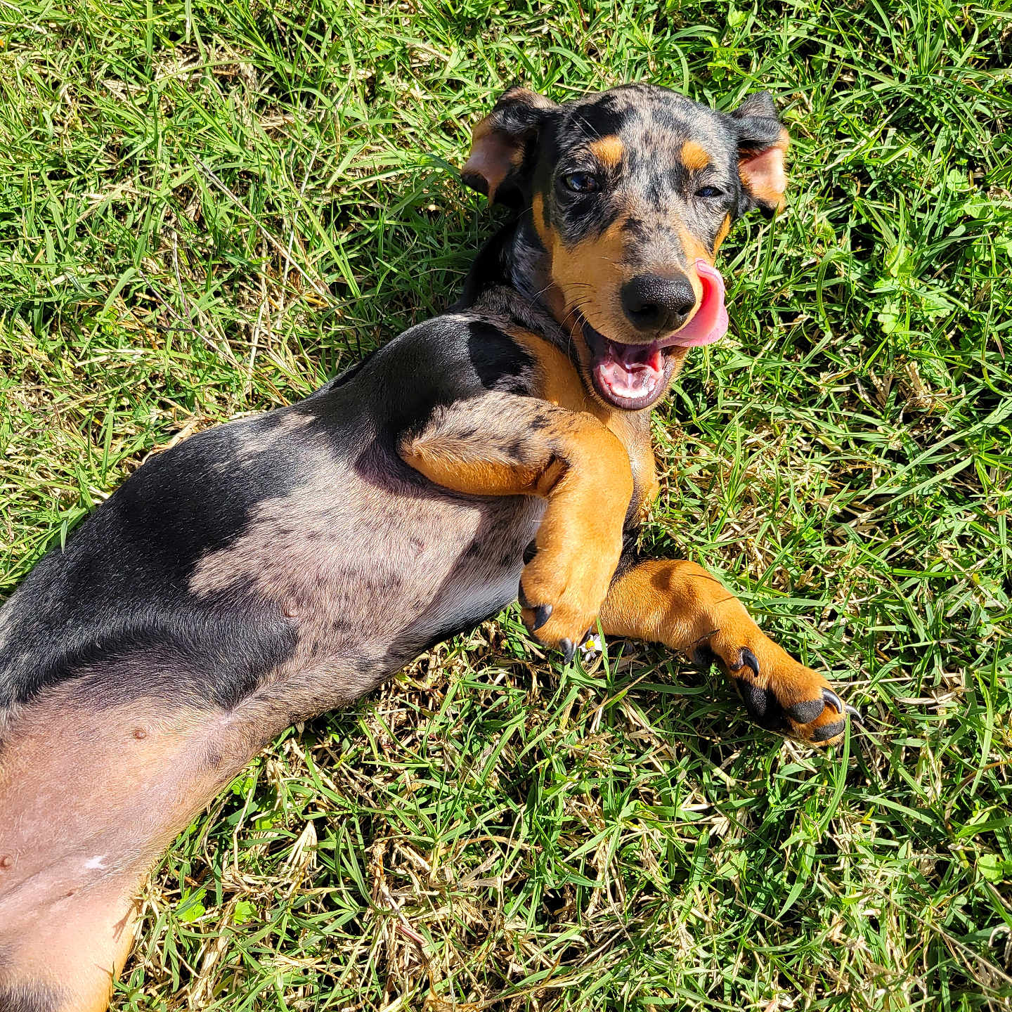 Lucy joined the competition — help win amazing prizes! animal, canine, cheerful, cute, dog, ears, fur, grass, happy, lying_down, mammal, nature, outdoor, paw, pet, playful, smiling, summer, sunlight, tongue_out
