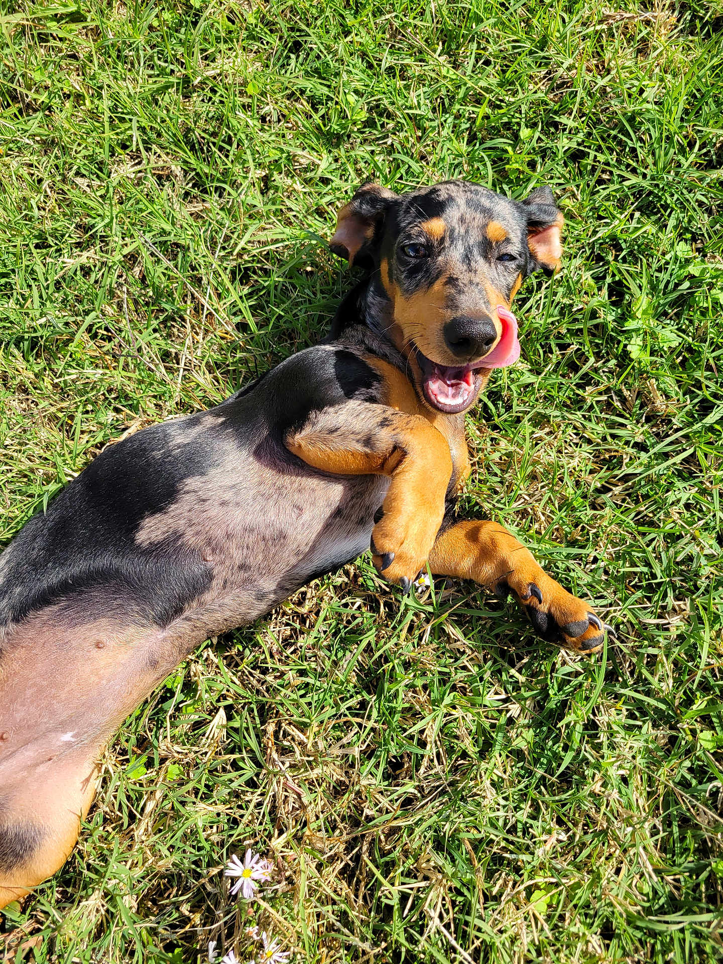 Lucy joined the competition — help win amazing prizes! dog, grass, sunlight, playful, tongue_out, happy, pet, outdoor, animal, canine, lying_down, nature, summer, cute, smiling, cheerful, mammal, fur, ears, paw
