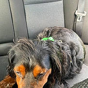 Luky participe au concours pour gagner de l'argent avec cette photo : accessories, animal, belt, canine, car, car_interior, carseat, cockerspaniel, couch, cushion, dog, furniture, homedecor, hound, person, pet, puppy, sleeping, transportation, vehicle