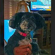 Luna joined the competition — help win amazing prizes! animal, canine, cockerspaniel, computerhardware, couch, dog, electronics, face, hardware, head, monitor, person, pet, photography, poodle, portrait, puppy, screen, terrier, tv