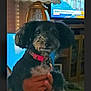 animal, canine, cockerspaniel, computerhardware, couch, dog, electronics, face, hardware, head, monitor, person, pet, photography, poodle, portrait, puppy, screen, terrier, tv