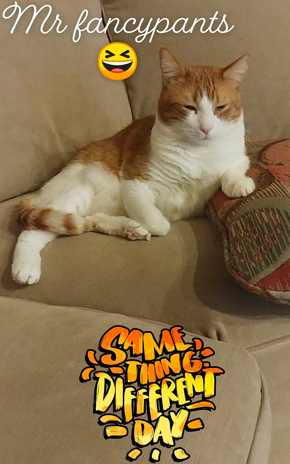 Mako joined the competition — help win amazing prizes! advertising, brand, carnivore, cat, cat_supply, comfort, domestic_short_haired_cat, felidae, font, fur, internet_meme, mammal, paw, pet_supply, photo_caption, publication, rectangle, small_to_medium_sized_cats, tail, whiskers