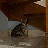 Whiskey a rejoint le concours — aidez-le/la à gagner de superbes lots ! cat, tabby, pet, indoor, stairs, wood, tile_floor, corner, quiet, shadow, curious, animal, feline, domestic, resting, brown, gray, striped, floor, wall