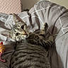bed, bedding, cat, comfortable, cozy, curious, domestic_cat, feline, gray_bedding, home, indoor, looking_back, pet, resting, soft_light, striped_fur, tabby_cat, toy, whiskers, wide_eyes