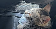 Whiskey a rejoint le concours — aidez-le/la à gagner de superbes lots ! animal, cat, closeup, comfort, cozy, ears, feline, fur, indoor, light, looking_out, mesh, netting, pet, relaxed, resting, side_view, soft_light, tabby, whiskers