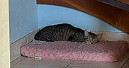 Whiskey participe au concours pour gagner de l'argent avec cette photo : cat, tabby_cat, pet, sleeping, cushion, pink, floor, tile_floor, stairs, wooden_stairs, corner, indoor, resting, cozy, home, quiet, peaceful, animal, feline, domestic
