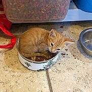 Scarlett is registered to the contest to win money with this photo: kitten, cat, orange_tabby, food_bowl, kibble, pet_food, indoor, floor_tile, stainless_bowl, storage_container, red_leash, curled_up, whiskers, cute, small_pet, sitting, playful, domestic, tiling, portrait