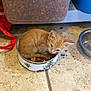 kitten, cat, orange_tabby, food_bowl, kibble, pet_food, indoor, floor_tile, stainless_bowl, storage_container, red_leash, curled_up, whiskers, cute, small_pet, sitting, playful, domestic, tiling, portrait