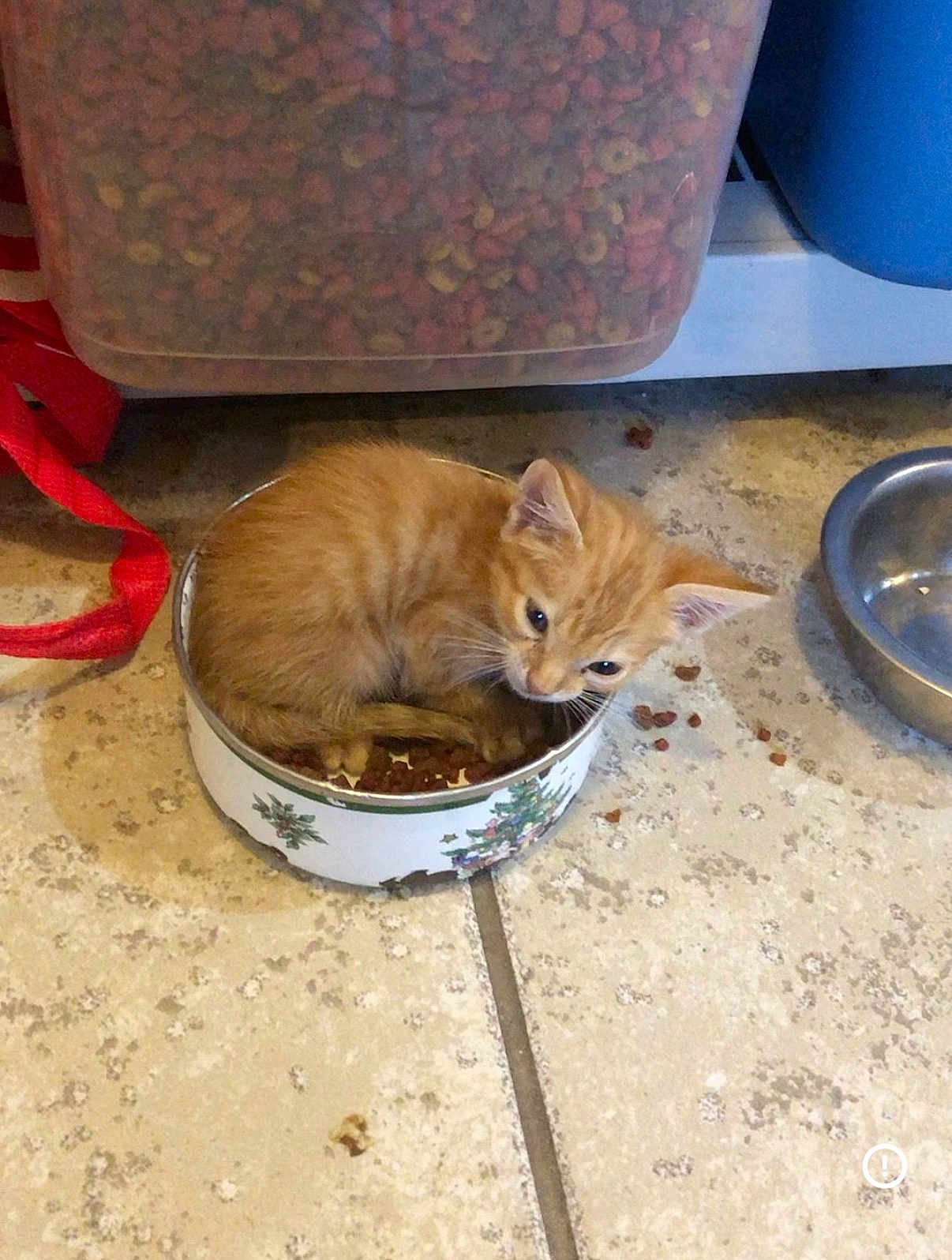 Scarlett joined the competition — help win amazing prizes! kitten, cat, orange_tabby, food_bowl, kibble, pet_food, indoor, floor_tile, stainless_bowl, storage_container, red_leash, curled_up, whiskers, cute, small_pet, sitting, playful, domestic, tiling, portrait