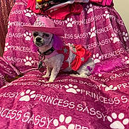 Princess joined the competition — help win amazing prizes! dog, small_dog, costume, pink_hat, pink_dress, purple_hair, blanket, text_pattern, paw_prints, indoor, pet, cute, sassy, animal, furniture, fabric, accessory, seated, decor, portrait