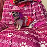 dog, small_dog, costume, pink_hat, pink_dress, purple_hair, blanket, text_pattern, paw_prints, indoor, pet, cute, sassy, animal, furniture, fabric, accessory, seated, decor, portrait