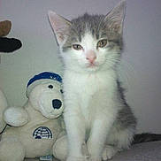 Adidas participe au concours pour gagner de l'argent avec cette photo :