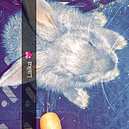 Sunny participe au concours pour gagner de l'argent avec cette photo :