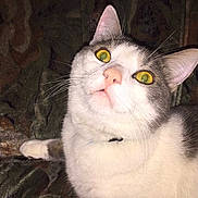 Adidas a rejoint le concours — aidez-le/la à gagner de superbes lots !