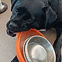 animal, black_dog, canine, chewing, closeup, curious, dog, domestic, floor, indoor, lying_down, metal_dish, mischievous, orange_bowl, paw, pet, playful, snout, teeth, wooden_floor
