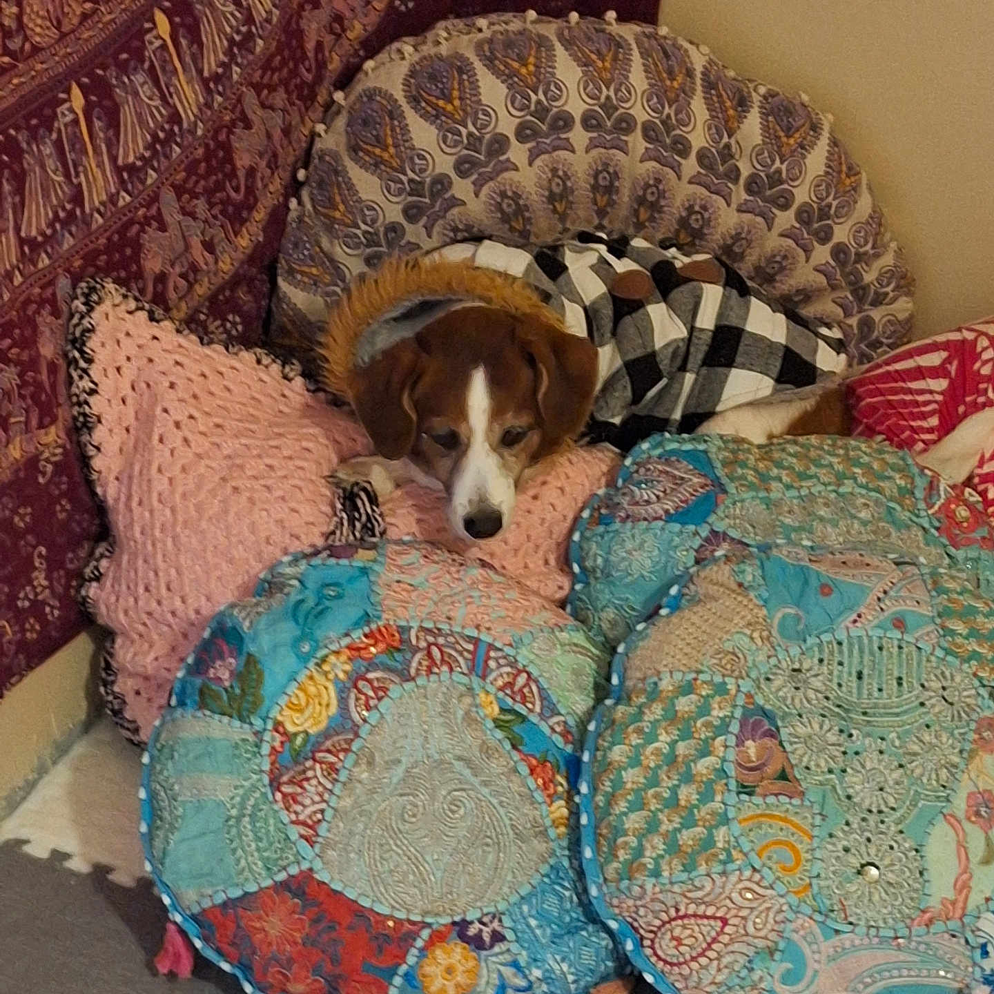 Toby is registered to the contest to win money with this photo: animal, armchair, beagle, bed, blanket, canine, chair, couch, cushion, dog, furniture, homedecor, hound, linen, person, pet, pillow, puppy, quilt, sleeping