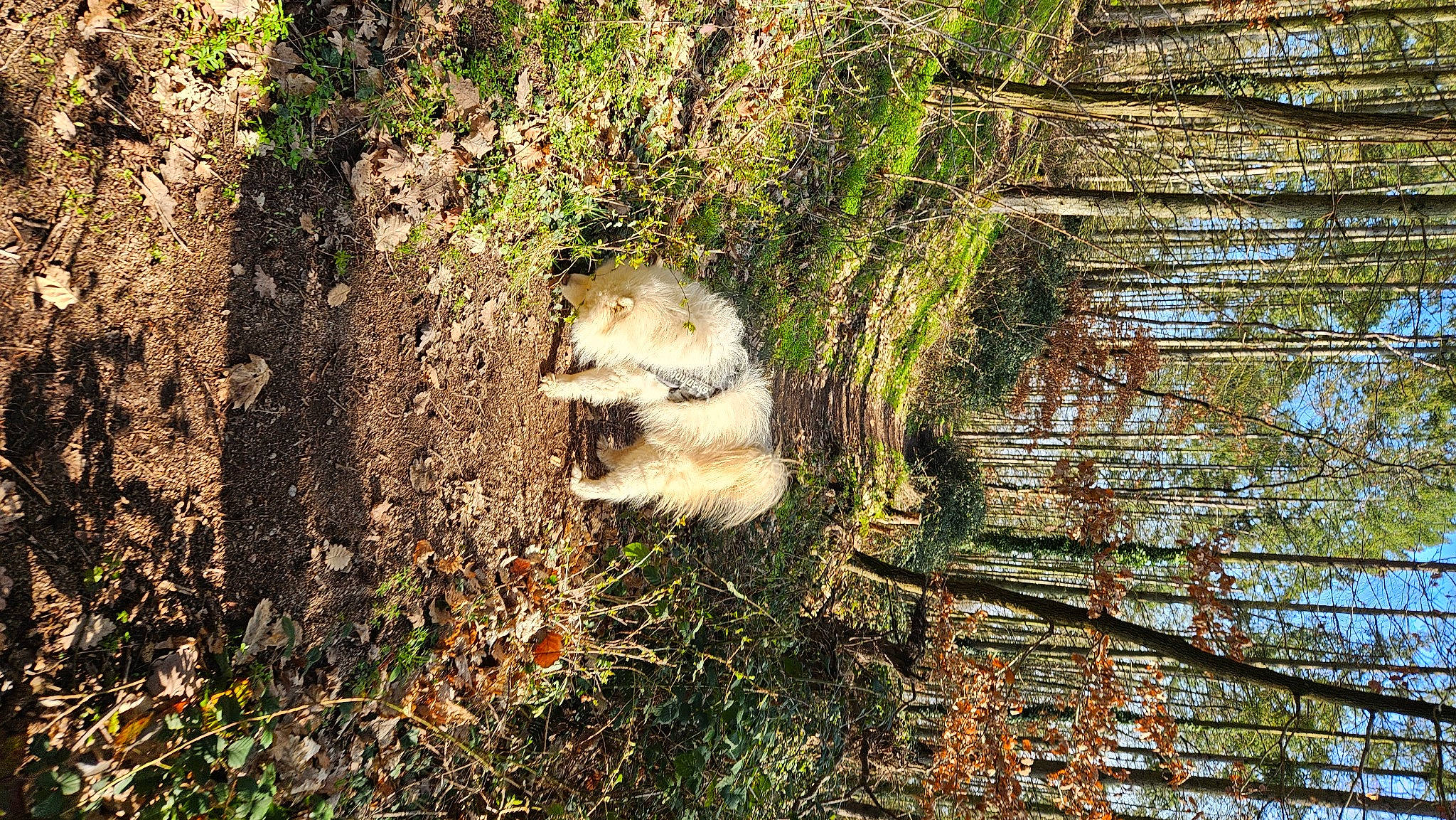 Murphy a rejoint le concours — aidez-le/la à gagner de superbes lots ! art, branch, carnivore, fawn, felidae, forest, fox_squirrel, grass, grass_family, natural_landscape, plant, rodent, squirrel, terrestrial_animal, tree, trunk, twig, vegetation, wood, woody_plant