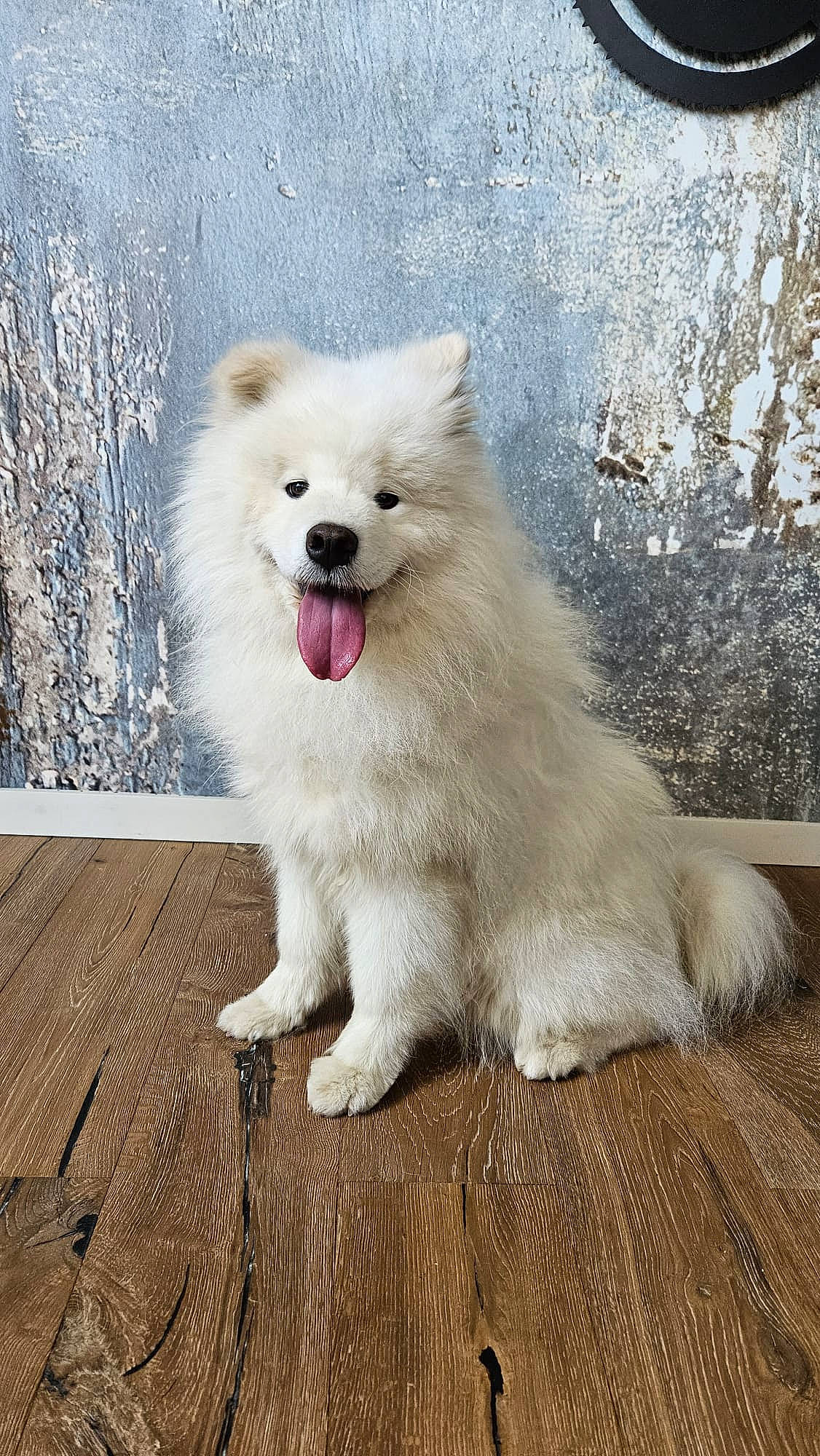 Murphy a rejoint le concours — aidez-le/la à gagner de superbes lots ! canidae, carnivore, companion_dog, dog, dog_breed, fur, german_spitz, german_spitz_klein, giant_dog_breed, hardwood, indian_spitz, japanese_spitz, non_sporting_group, plank, samoyed, spitz, sporting_group, volpino_italiano, water, wood
