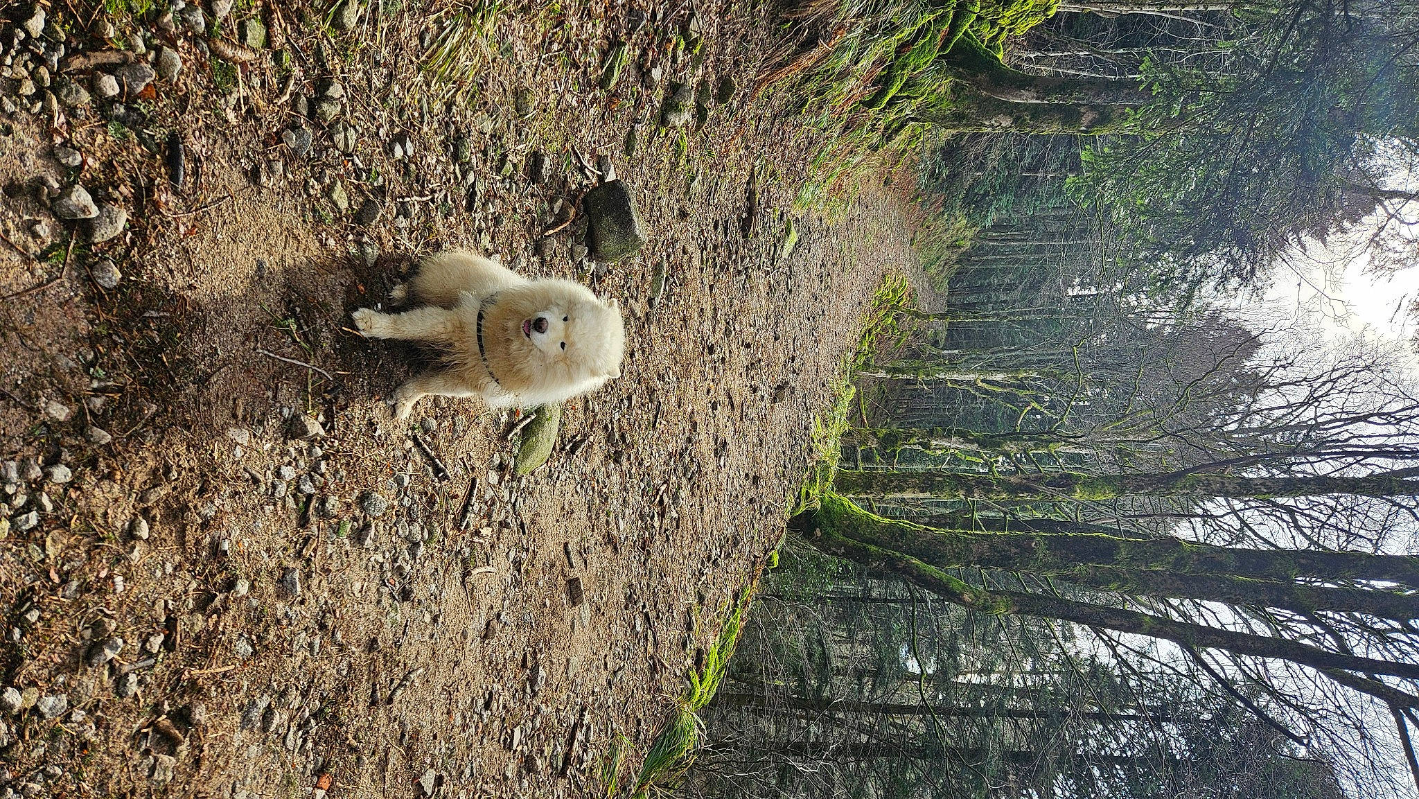 Murphy a rejoint le concours — aidez-le/la à gagner de superbes lots ! beak, canidae, carnivore, fur, grass, landscape, natural_landscape, plant, rock, sky, soil, sporting_group, tail, terrestrial_animal, tree, trunk, twig, vegetation, wildlife, wood