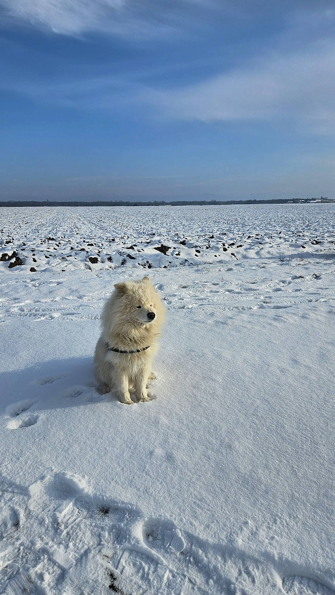 Murphy participe au concours pour gagner de l'argent avec cette photo : arctic_ocean, carnivore, cloud, dog, dog_breed, freezing, frost, glacial_landform, ice_cap, landscape, melting, polar_bear, polar_ice_cap, sea_ice, sky, snow, spitz, sporting_group, water, winter